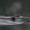 steller-sea-lions-auke-bay-harbor-juneau-dec.-31