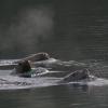 Steller Sea Lions, Auke Bay harbor, Juneau, Dec. 31