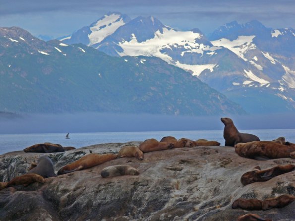 steller-sea-lions-in-glacier-bay