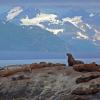 Steller Sea Lions in Glacier Bay