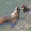 steller-sea-lions-interacting