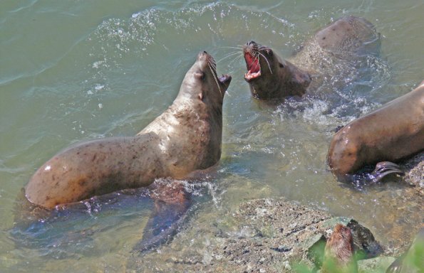 steller-sea-lions-interacting