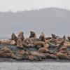 Whales, Sea Lions and Seals