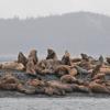 steller-sea-lions-on-little-island