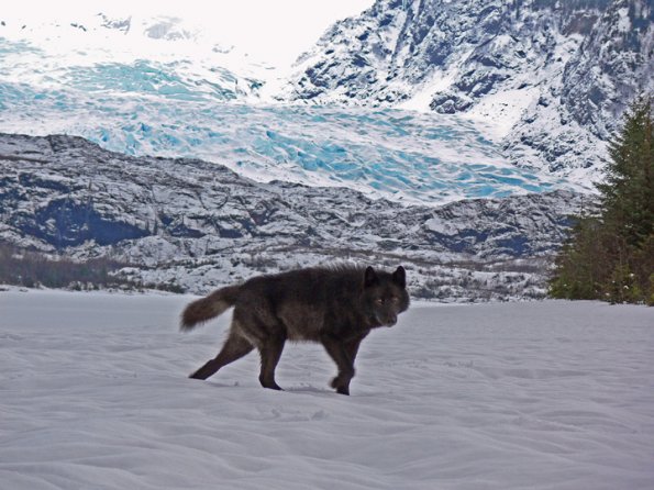 black-wolf-and-mendenhall-glacier