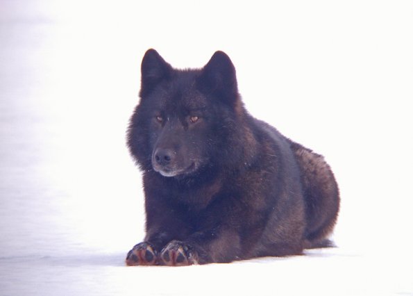 black-wolf-on-a-snowy-day