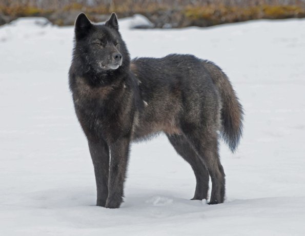 black-wolf-portrait-2