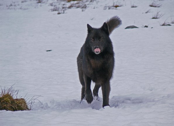 black-wolf-running