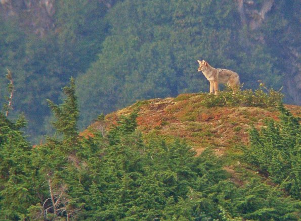 coyote-on-ridge