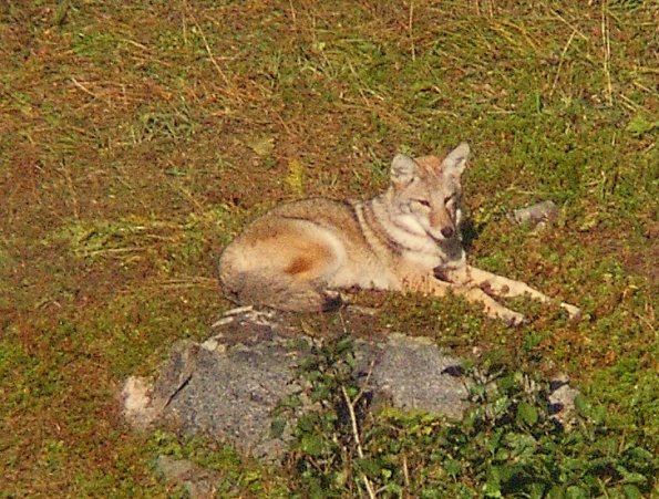 coyote-resting