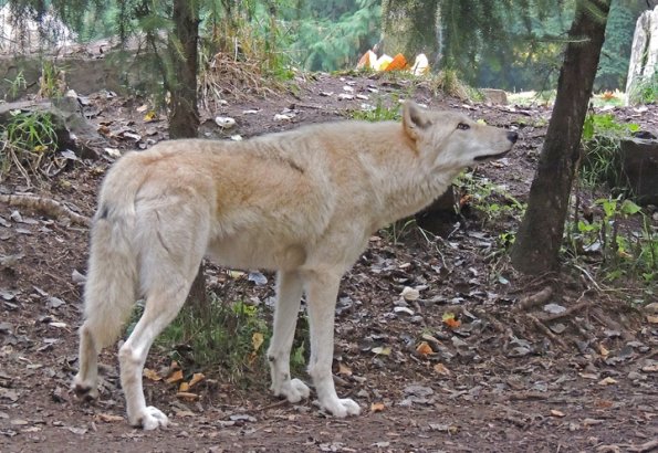 gray-wolf-woodland-park-zoo-seattle
