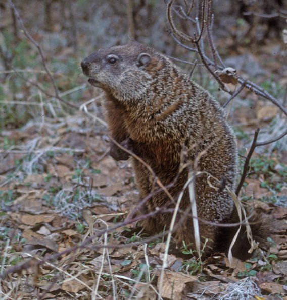 woodchuck-fairbanks-in-may-