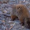 Woodchucks