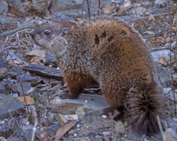 woodchuck-from-fairbanks