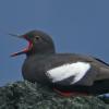 Pigeon Guillemot, on rock with mouth open