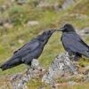 common ravens touching beaks