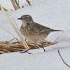 American Pipit, adult in May, Juneau