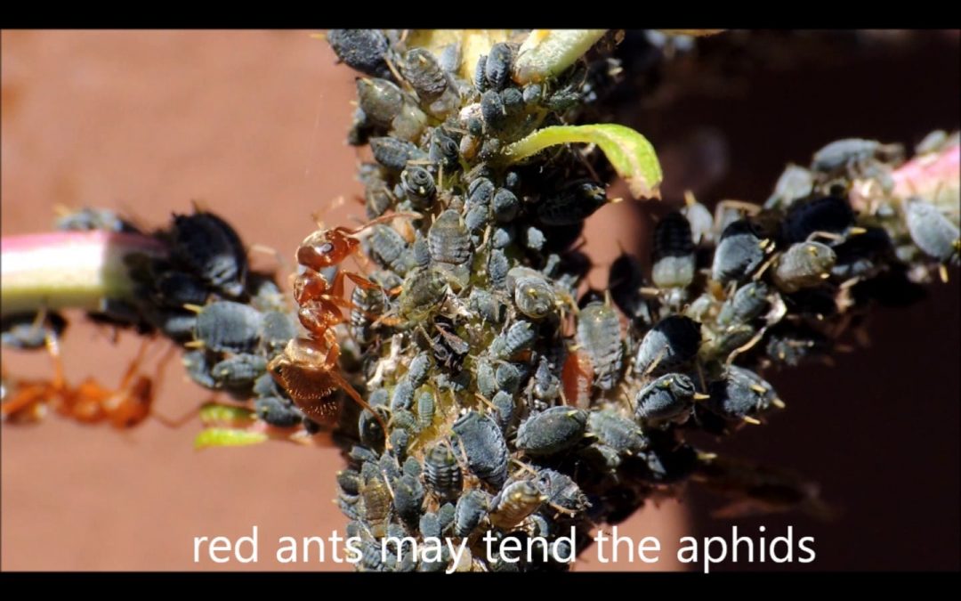 Red Ants Tending Aphids