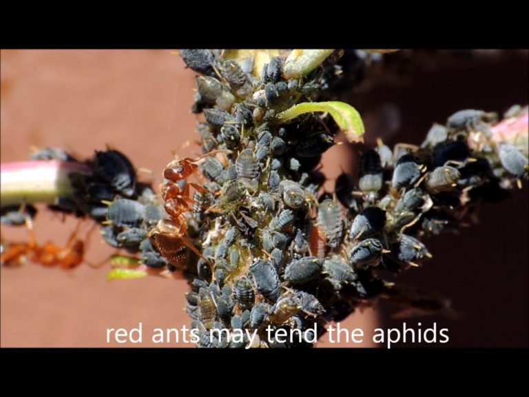 Red Ants Tending Aphids
