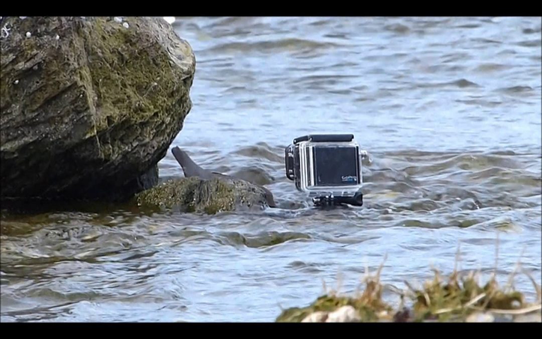 American Dipper bringing fish to GoPro