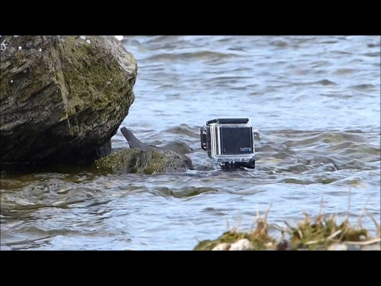 American Dipper bringing fish to GoPro