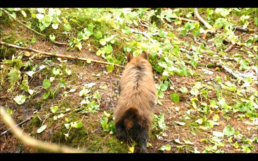 Black Bear Choosing Female Salmon