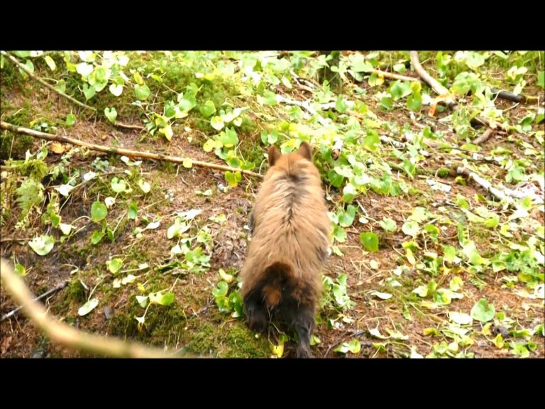 Black Bear Choosing Female Salmon