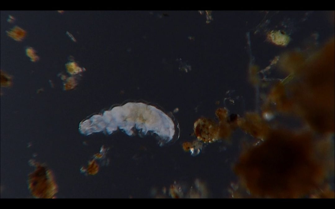 Water Bear in Action