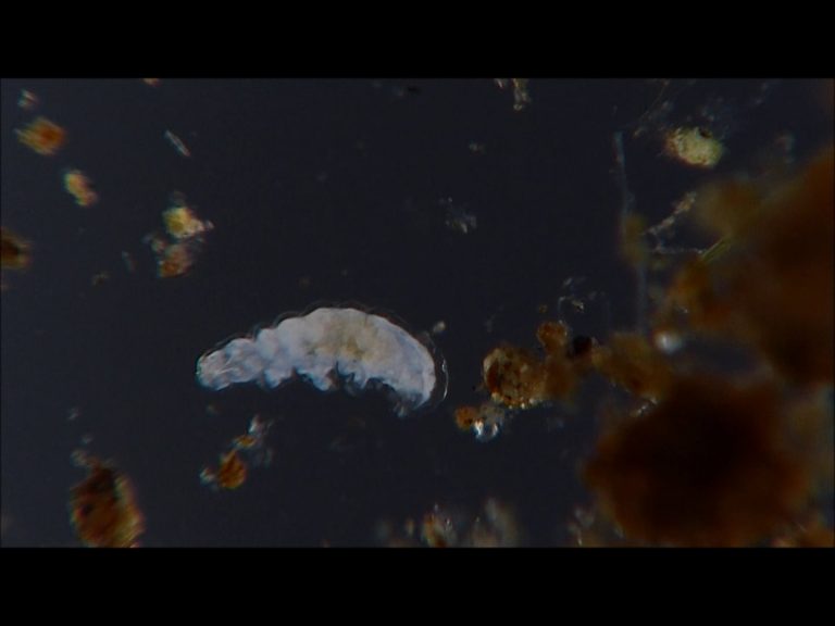 Water Bear in Action