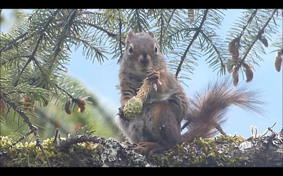 Red Squirrel eating seeds from a spruce cone