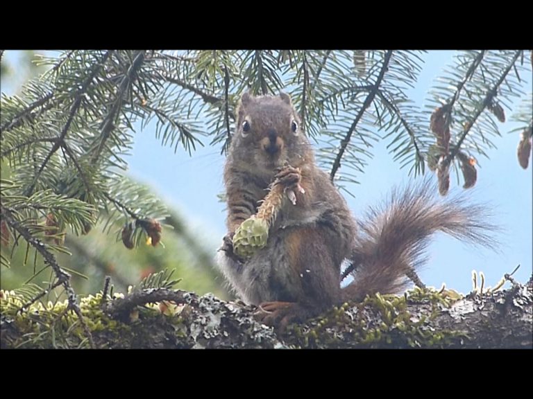 Red Squirrel eating seeds from a spruce cone
