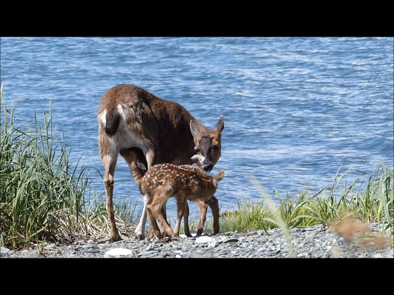 Sitka black-tailed Deer Nursing Twin Fawns
