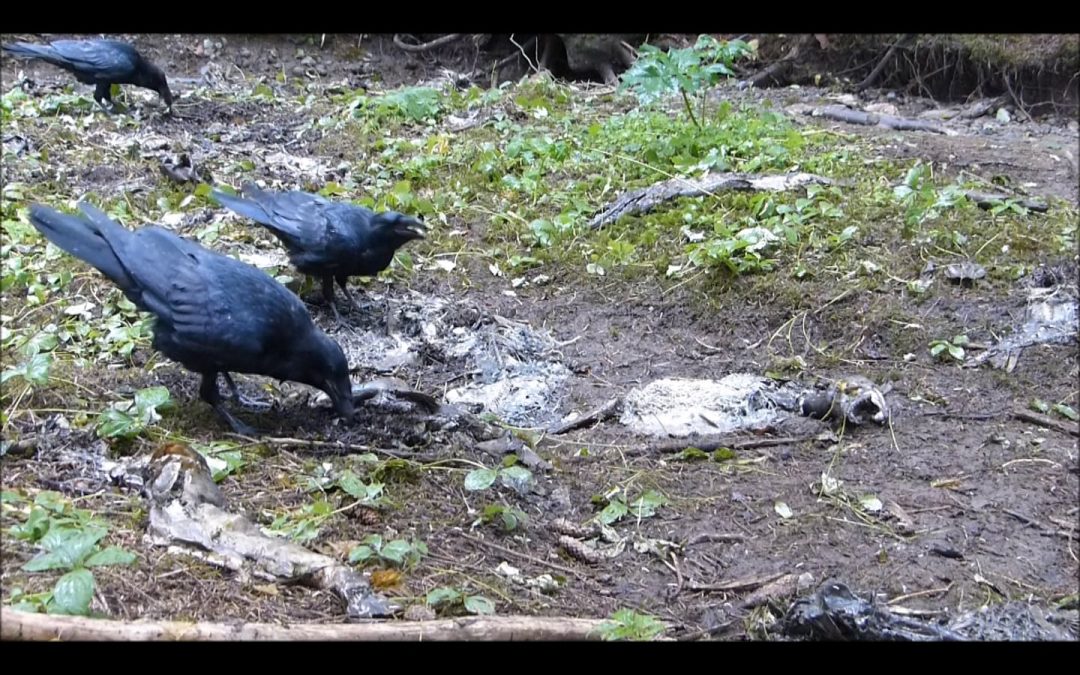 Ravens Eating Blow Fly Maggots