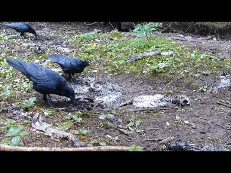 Ravens Eating Blow Fly Maggots