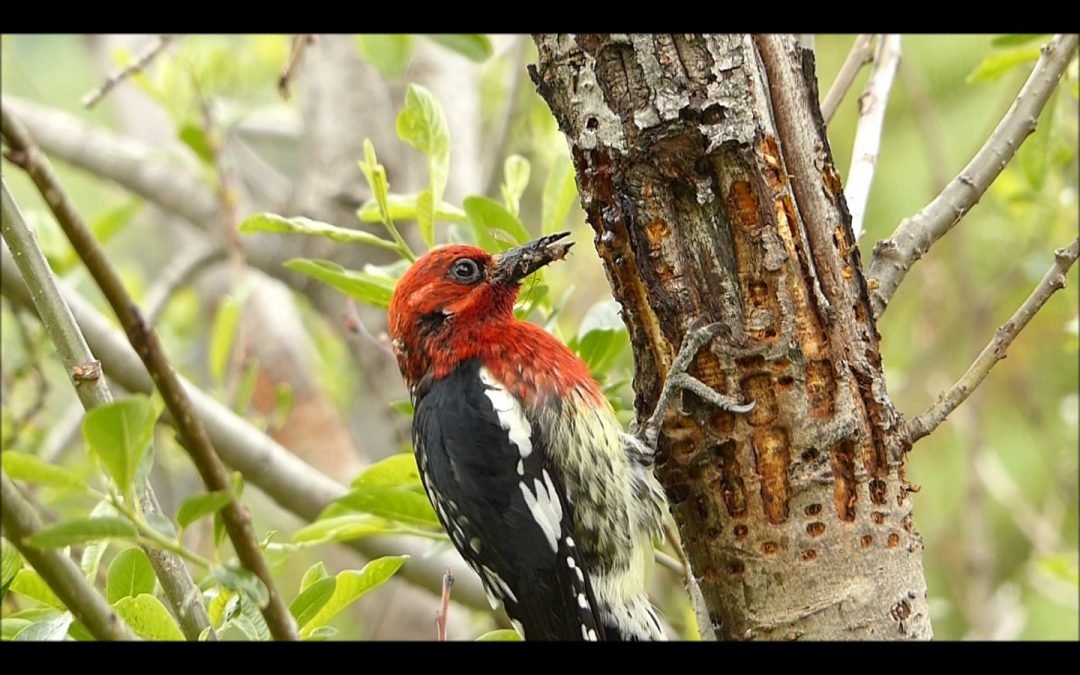 Red-breasted Sapsucker Benefits Rufous Hummingbird
