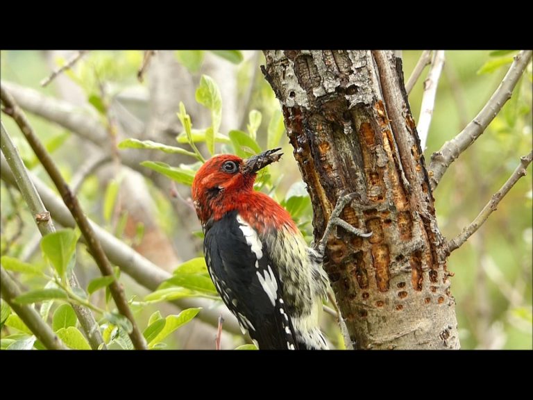 Red-breasted Sapsucker Benefits Rufous Hummingbird