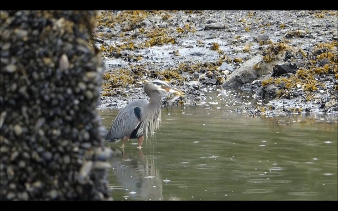 Pacific Herring Spawning and Great Blue Heron Takes Advantage of It!