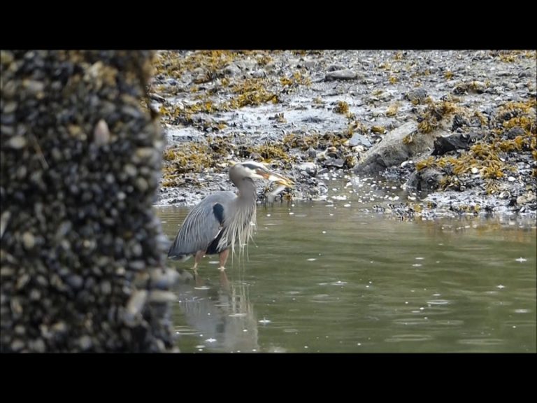 Pacific Herring Spawning and Great Blue Heron Takes Advantage of It!