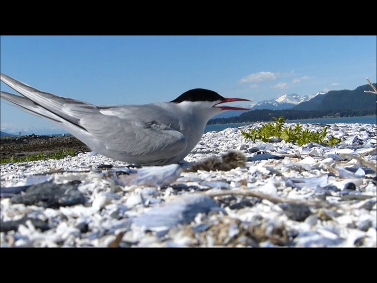 Arctic Tern with Calls and Chick