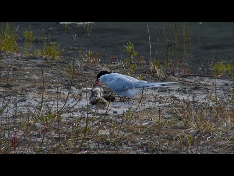Arctic Tern feeds its chick too large of a fish