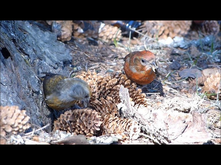 Red Crossbills feeding on spruce seeds