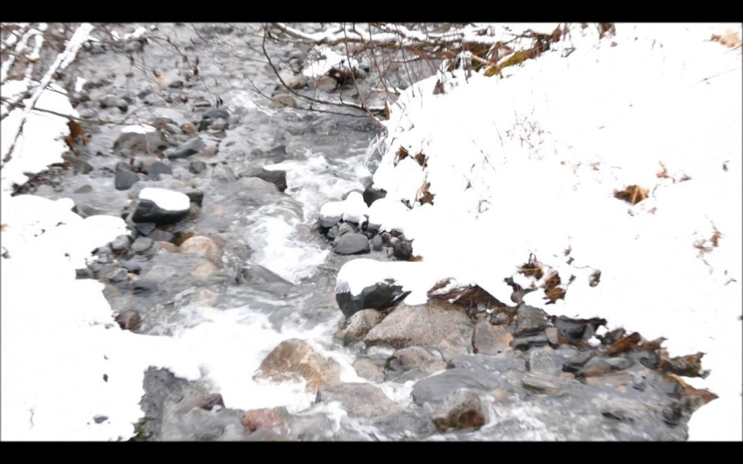 Dipper Singing and Feeding in Winter