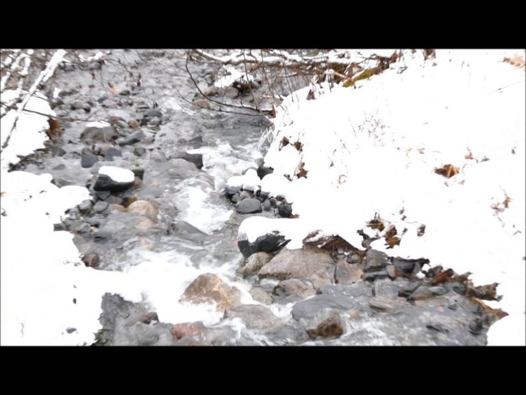 Dipper Singing and Feeding in Winter