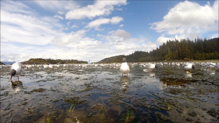 Pacific Herring