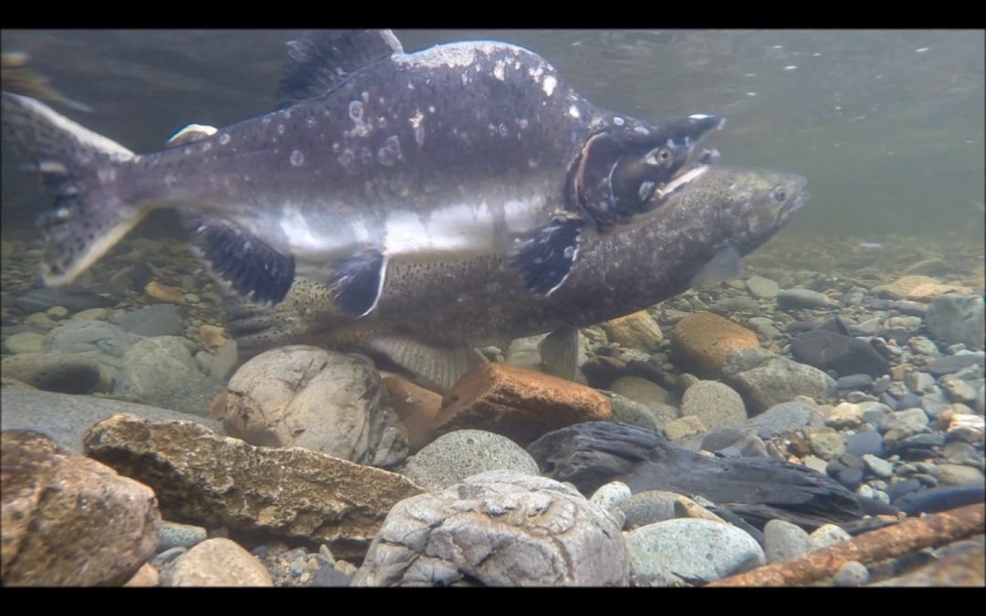 Salmon in Alaska at Spawning Time