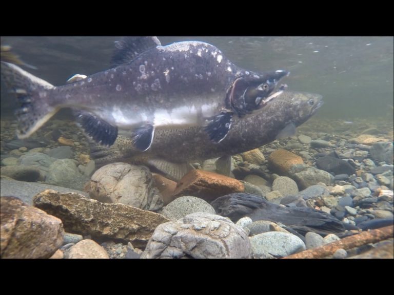 Salmon in Alaska at Spawning Time