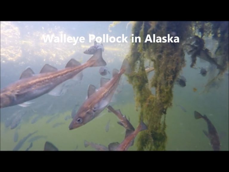 Walleye Pollock in Alaska