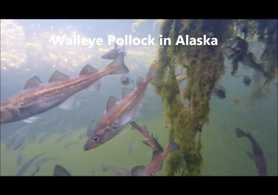 Walleye Pollock in Alaska