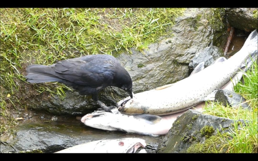 Crow Eating the Eye of a Salmon