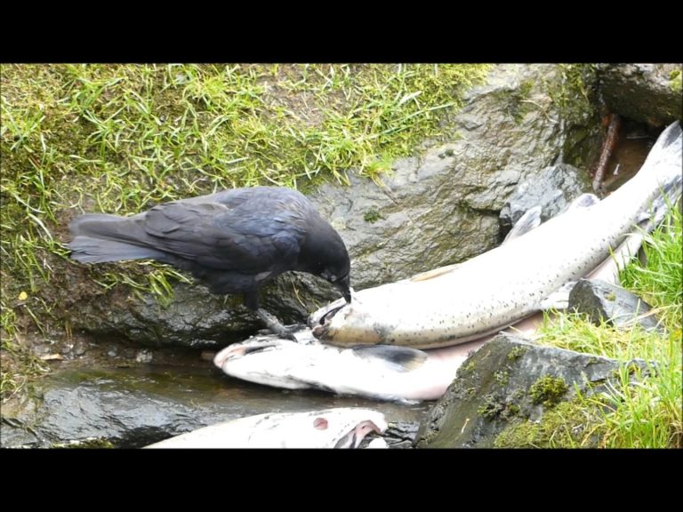 Crow Eating the Eye of a Salmon